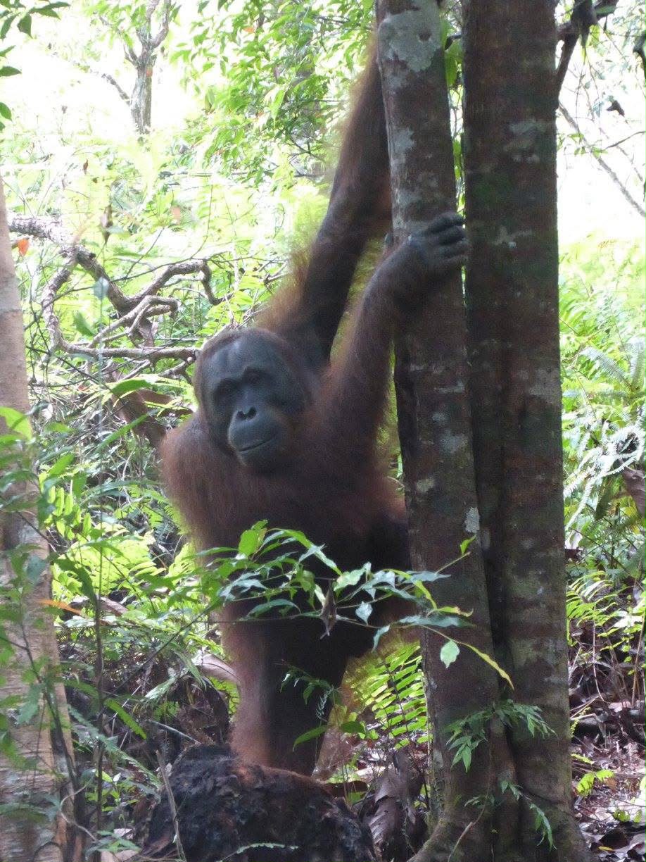 Borneo Tour Package