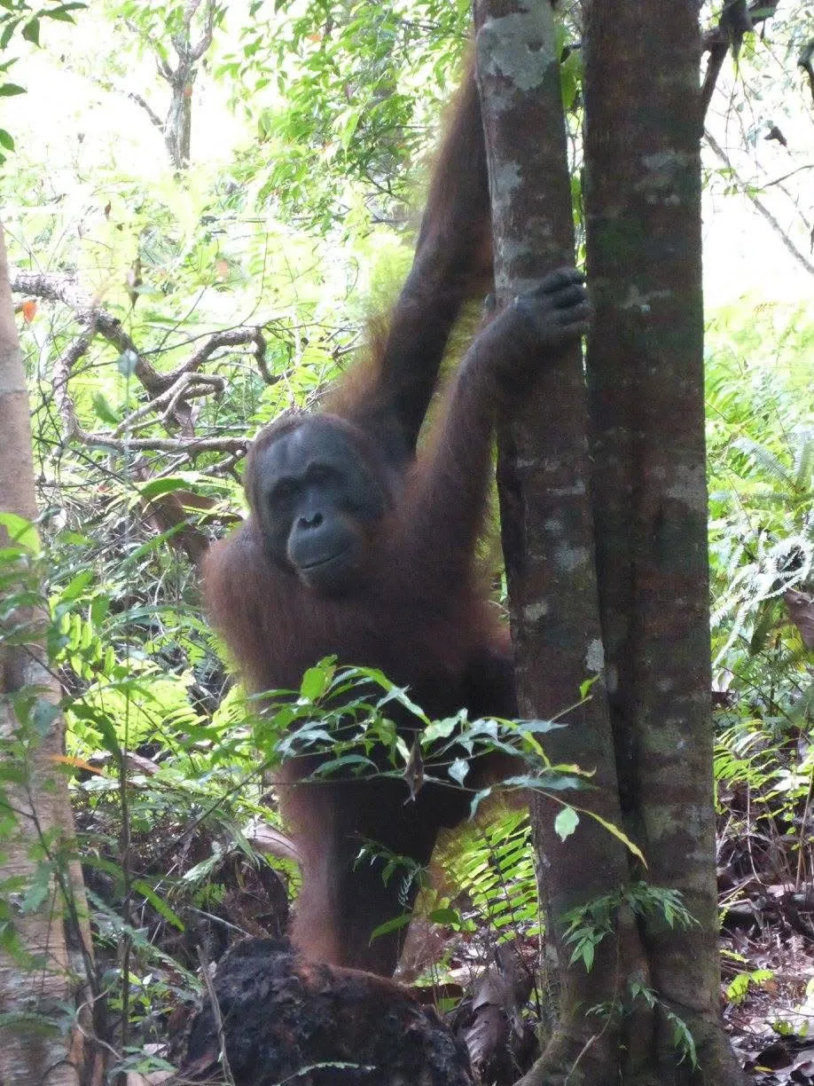 Borneo Tour Package